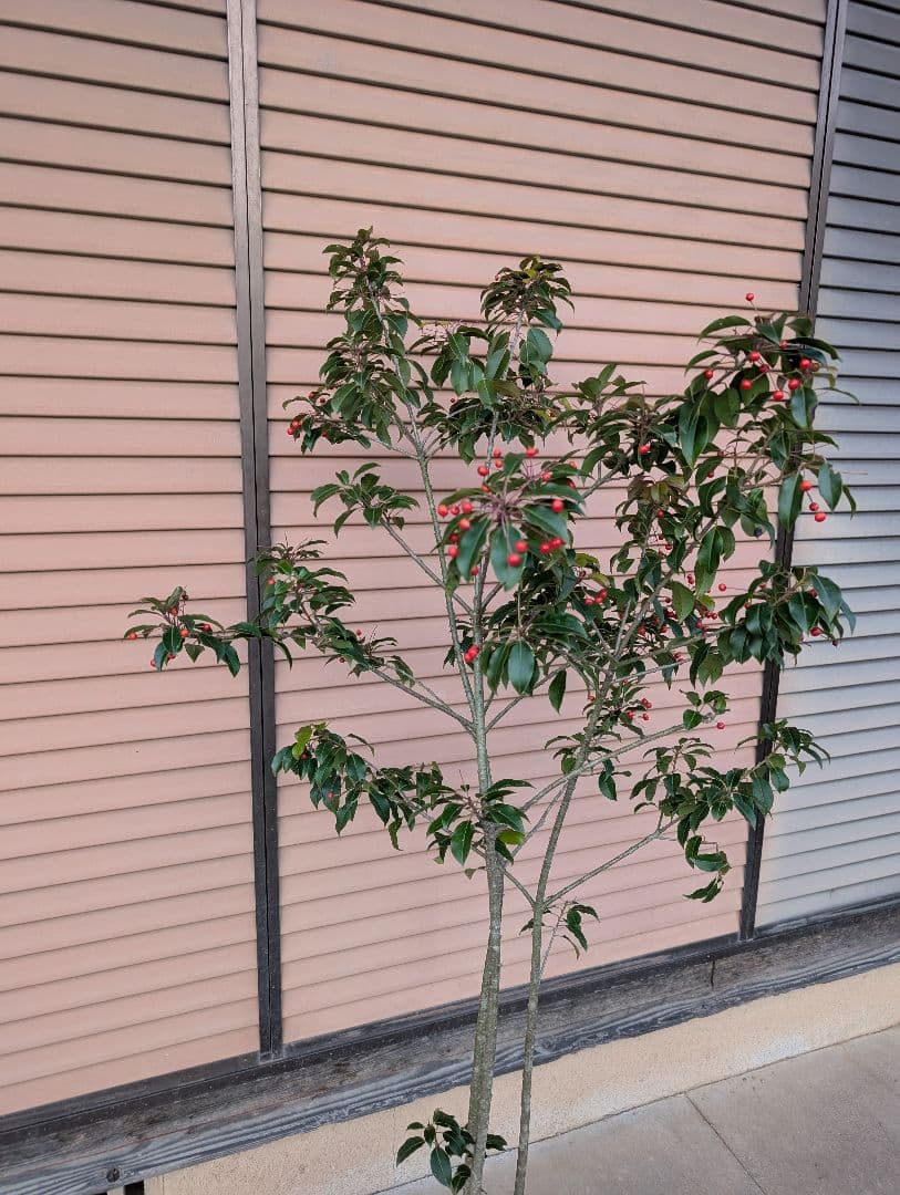 ソヨゴ　株立　雌株　②