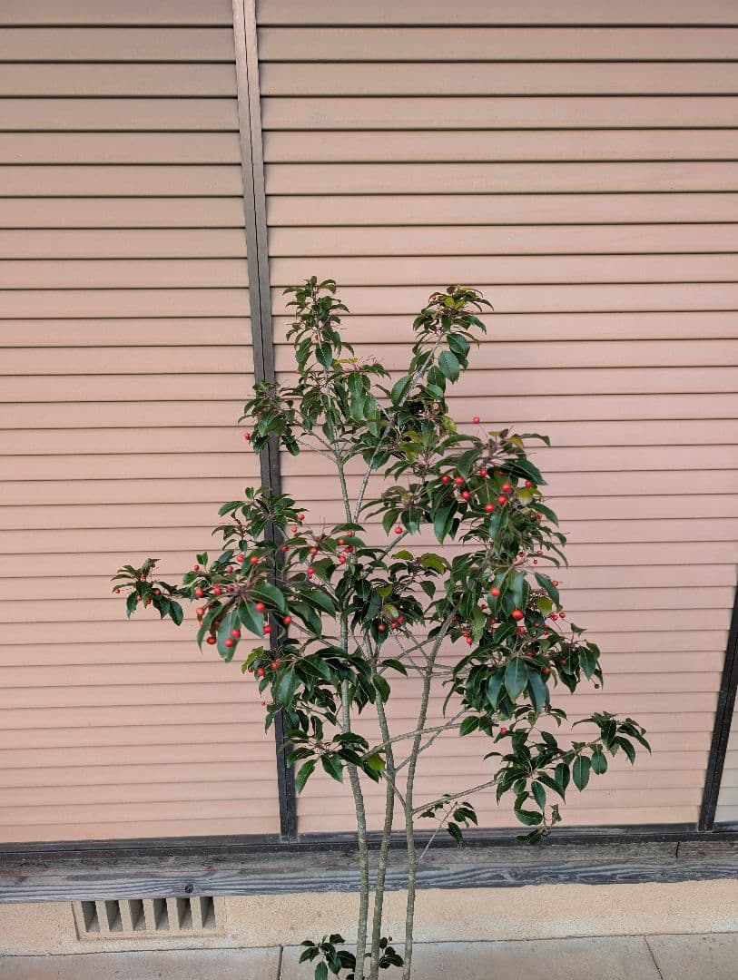 ソヨゴ　株立　雌株　②