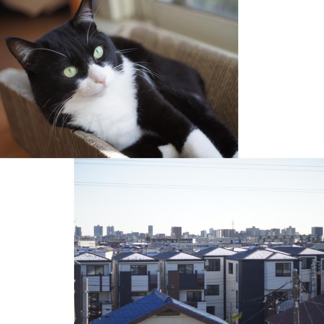 整備済 完動 Canon AE-1 Program Black NFD F1.8