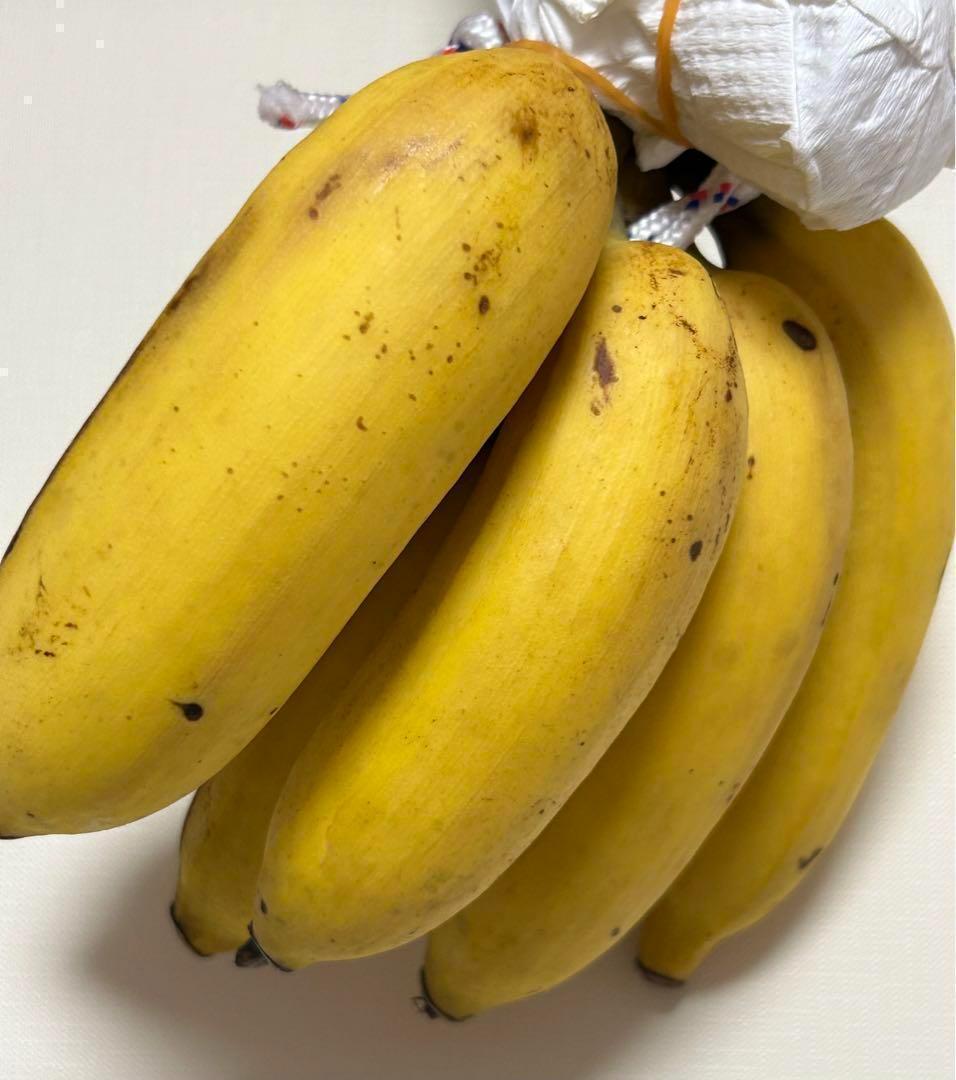 最後１苗◆世界一美味と報道、伝統種/島バナナ＝210㎝◆糖度モンスター　木熟OK
