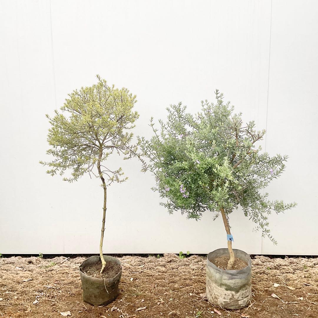 ウエストリンギア　959 とモーニングライト提案品