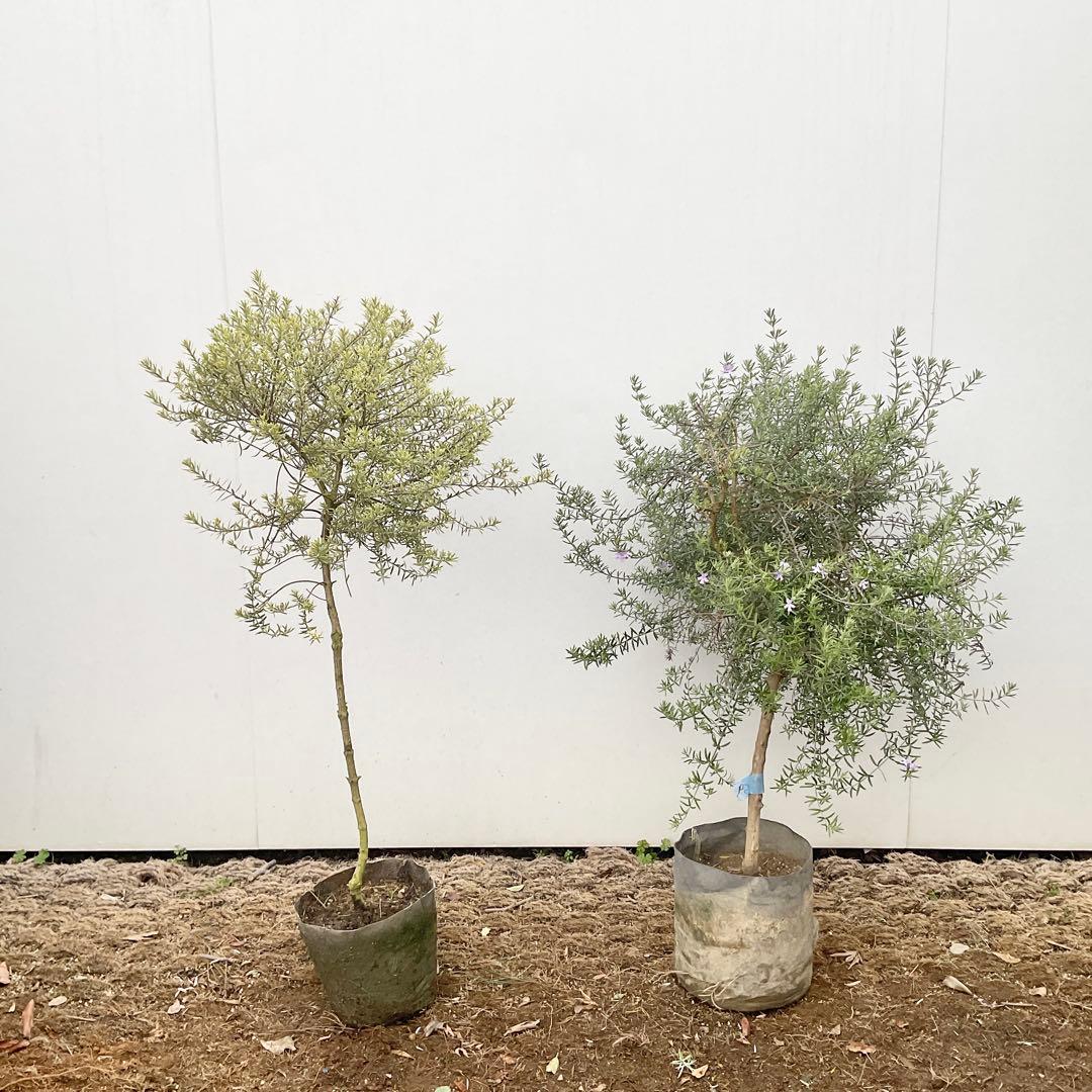 ウエストリンギア　959 とモーニングライト提案品