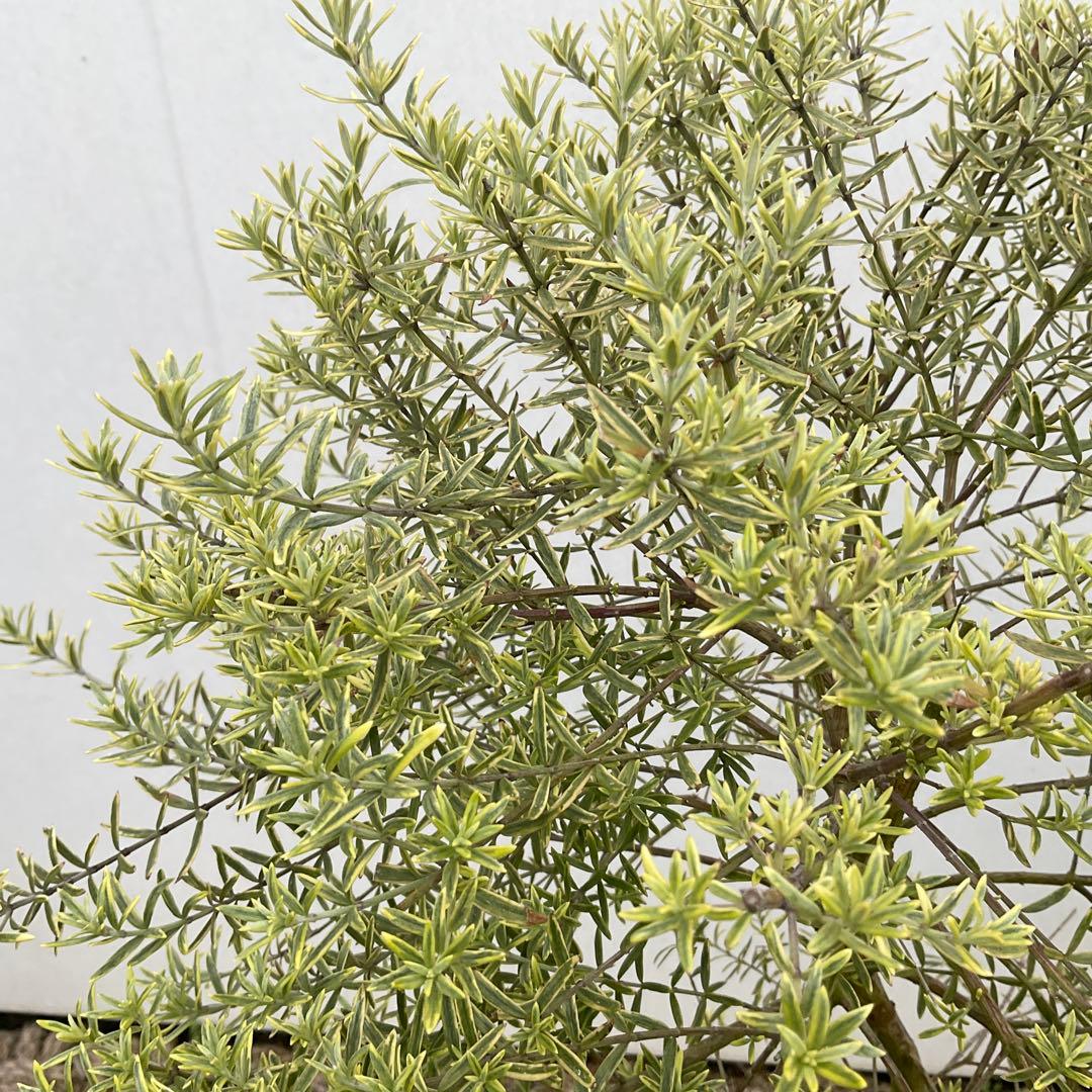 ウエストリンギア　959 とモーニングライト提案品