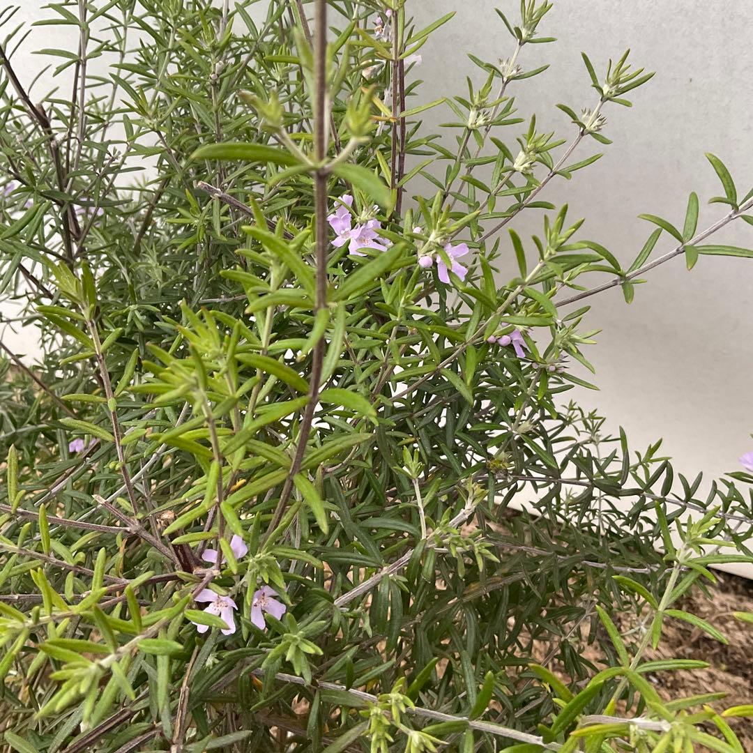 ウエストリンギア　959 とモーニングライト提案品