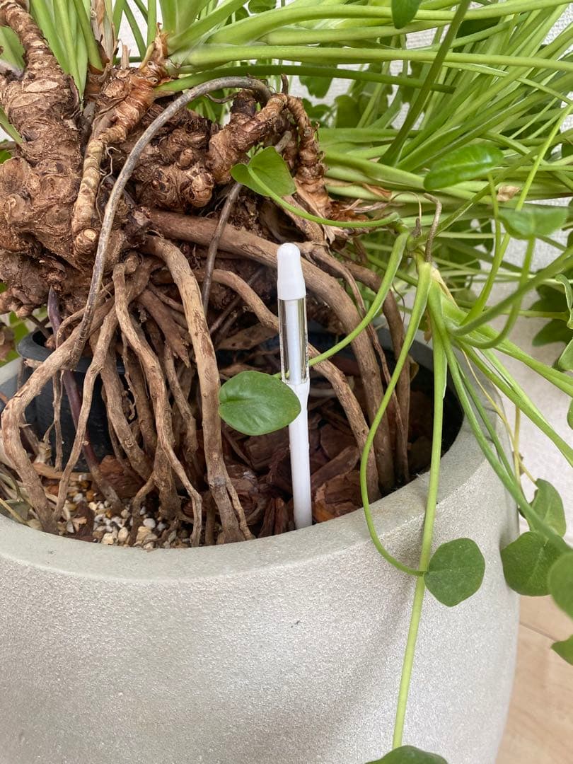 観葉植物　フィロデンドロン クッカバラ　幹上がり