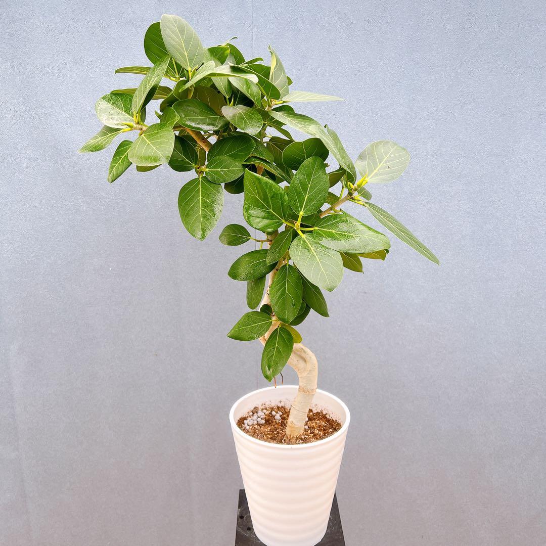 現品　フィカス　ゴムの木　ベンガレンシス　88番　曲り　インテリアグリーン　室内