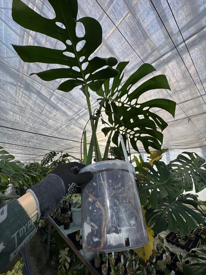 Monstera deliciosa Form 6｜BKK 最優秀賞株と同系統