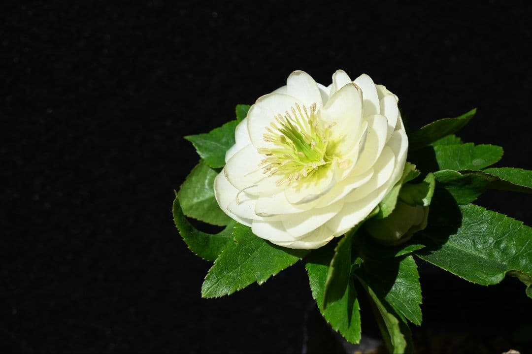 クリスマスローズ　多弁系丸弁ホワイト　加藤農園