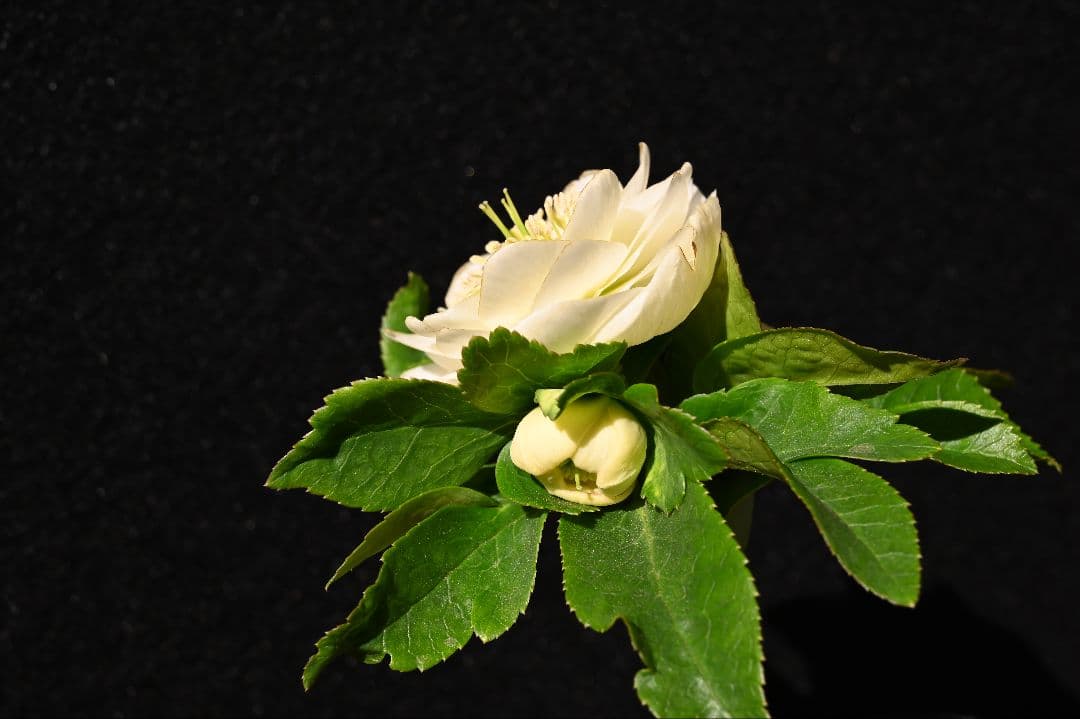 クリスマスローズ　多弁系丸弁ホワイト　加藤農園