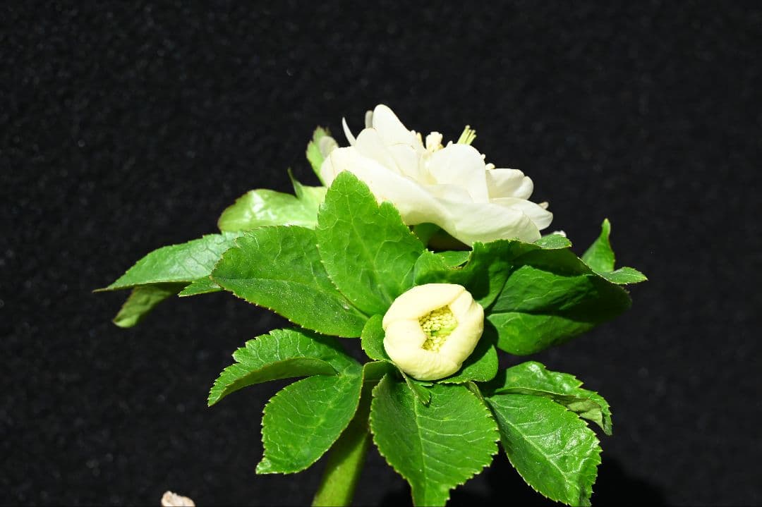 クリスマスローズ　多弁系丸弁ホワイト　加藤農園