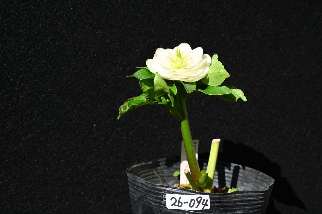 クリスマスローズ　多弁系丸弁ホワイト　加藤農園