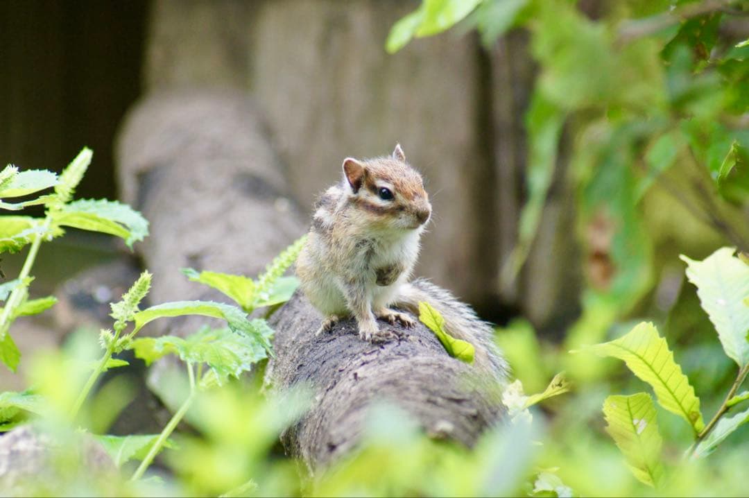 【t.b様】【24時間限定特価】SONY α55 ダブルズームレンズセット