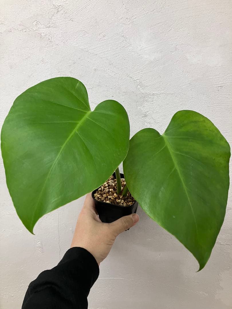 モンステラ　変異個体　切れ込み深い