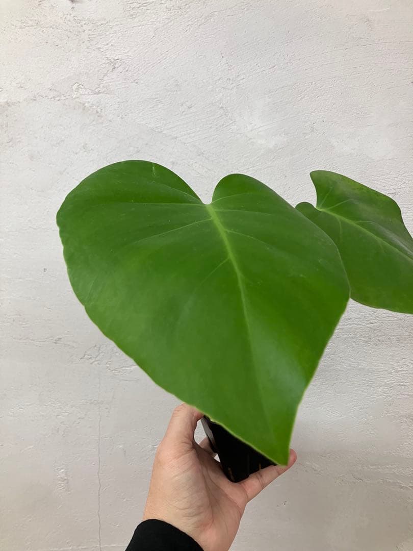 モンステラ　変異個体　切れ込み深い