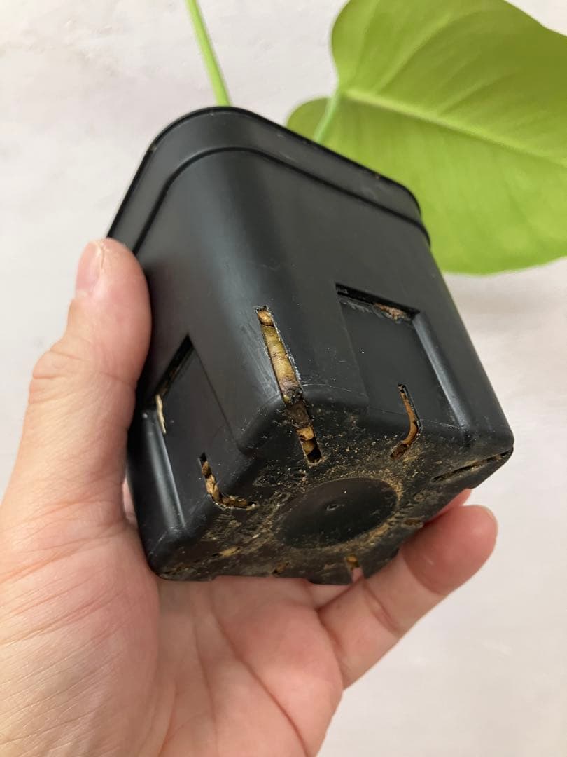 モンステラ　変異個体　切れ込み深い