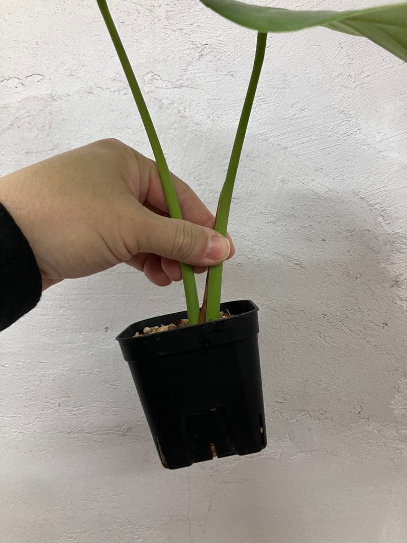 モンステラ　変異個体　切れ込み深い