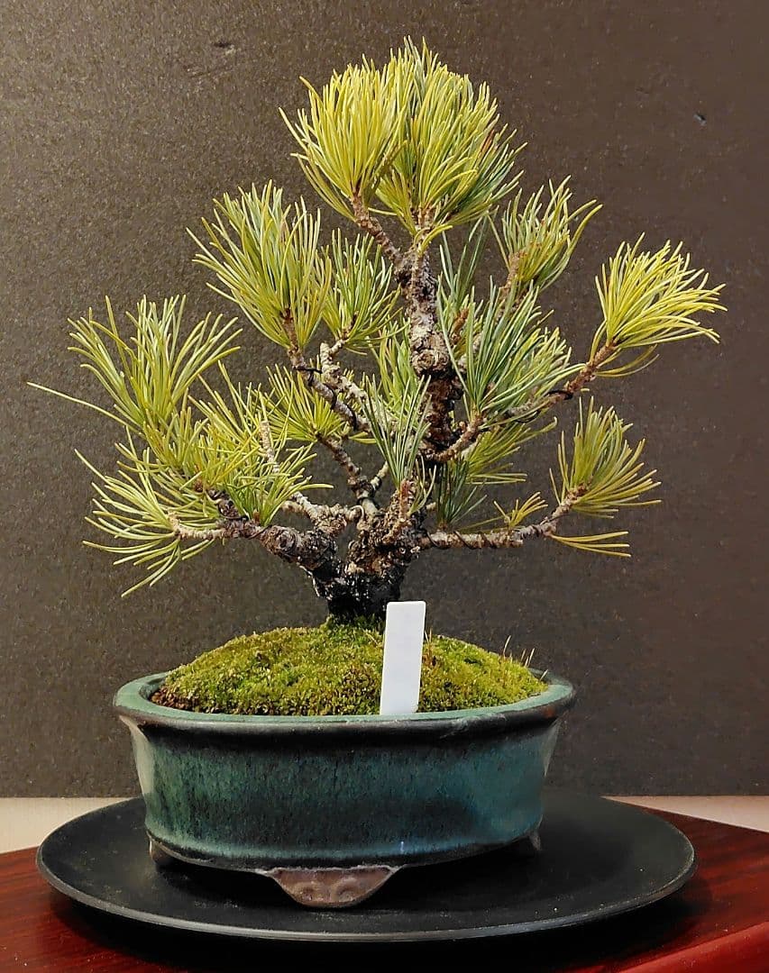 イボ幹五葉松盆栽！