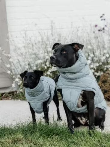 Kentucky Dogwear 未使用 コート ダウン 中綿入り