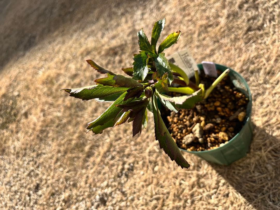 クリスマスローズ　認定　レッドクレオパトラ　株分け