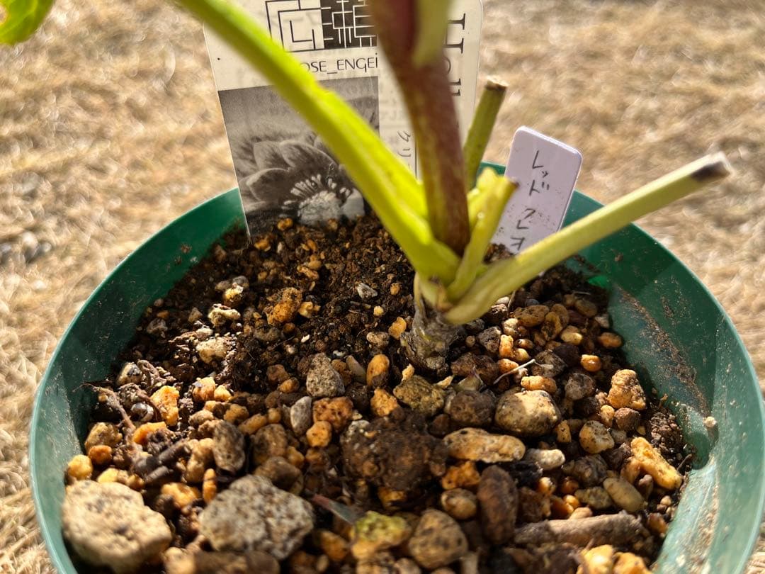 クリスマスローズ　認定　レッドクレオパトラ　株分け