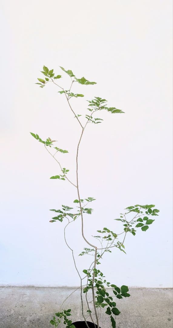 鉢植え。山採りアオダモ。