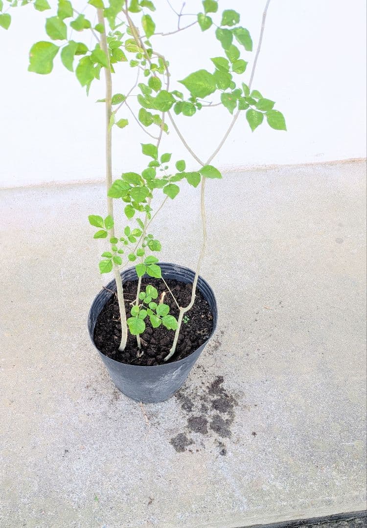 鉢植え。山採りアオダモ。