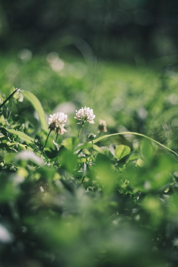 taureich様Summicron 50mm F2 1st 前期 固定鏡胴