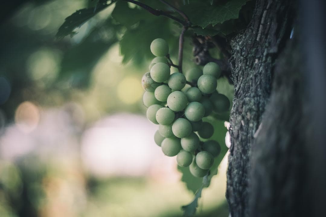 taureich様Summicron 50mm F2 1st 前期 固定鏡胴
