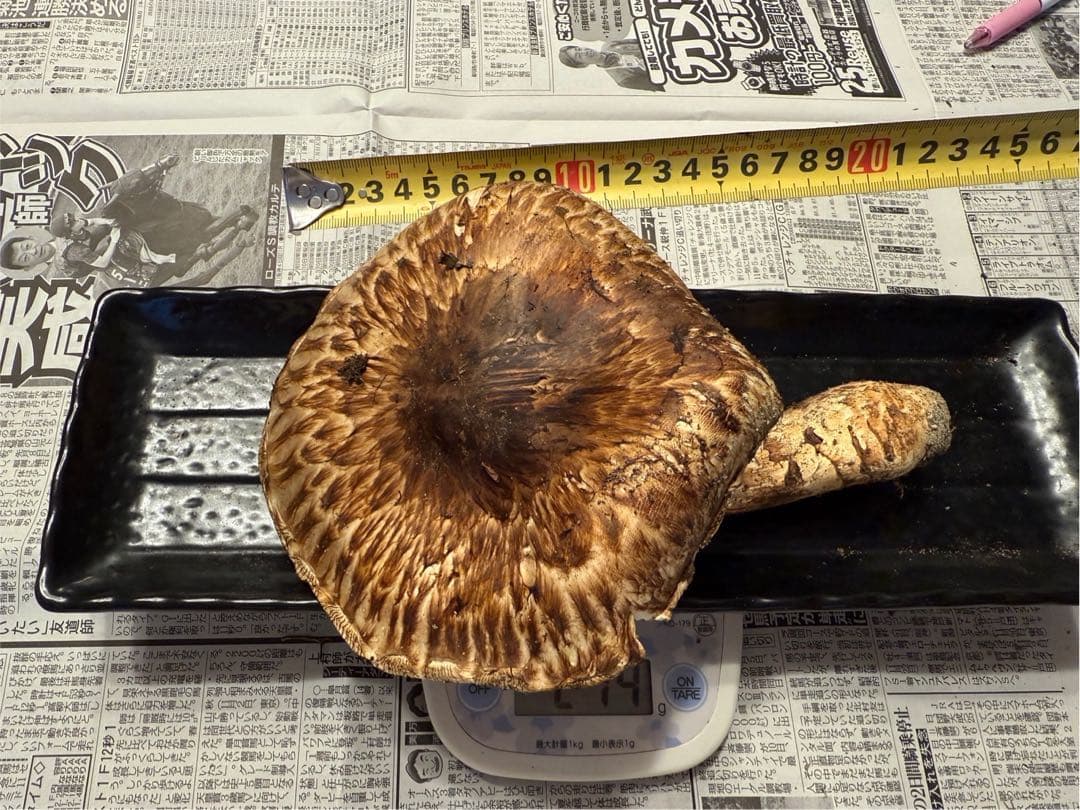 松茸　北海道　800g 訳あり　送料込　②