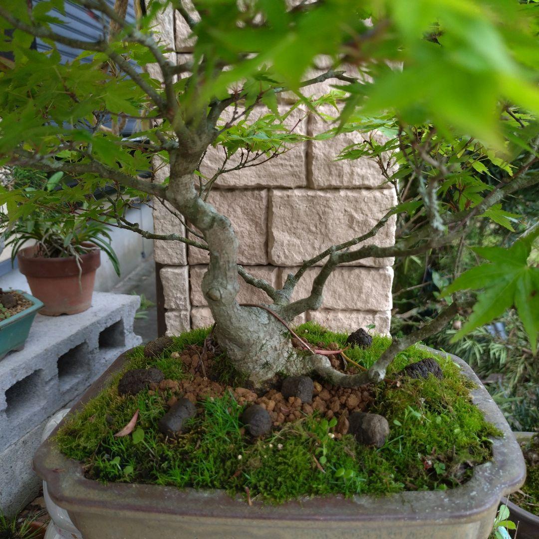 値引き、必見！完成木　山もみじ、３０年以上持込