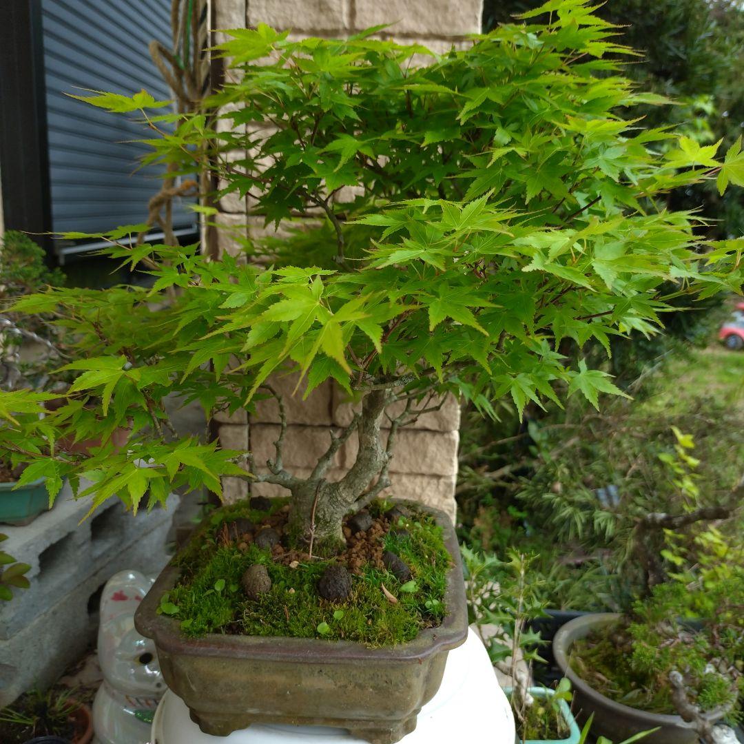 値引き、必見！完成木　山もみじ、３０年以上持込