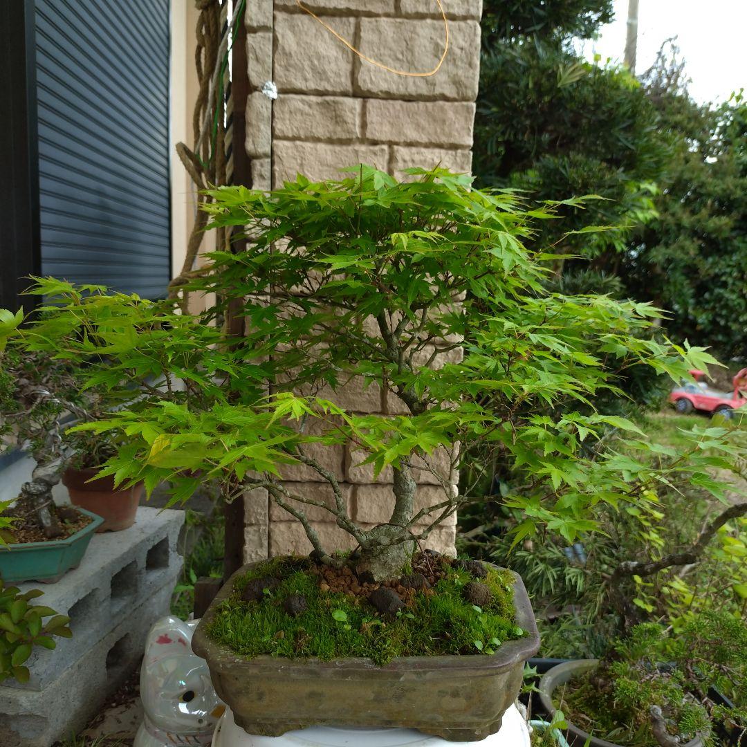 値引き、必見！完成木　山もみじ、３０年以上持込