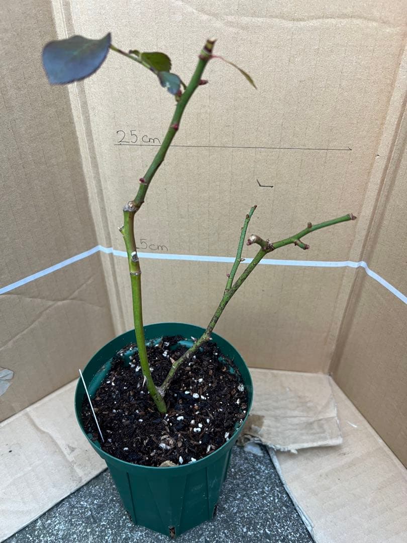 「モン&ミーママ」切り花品種バラ苗　レアバラ　4点