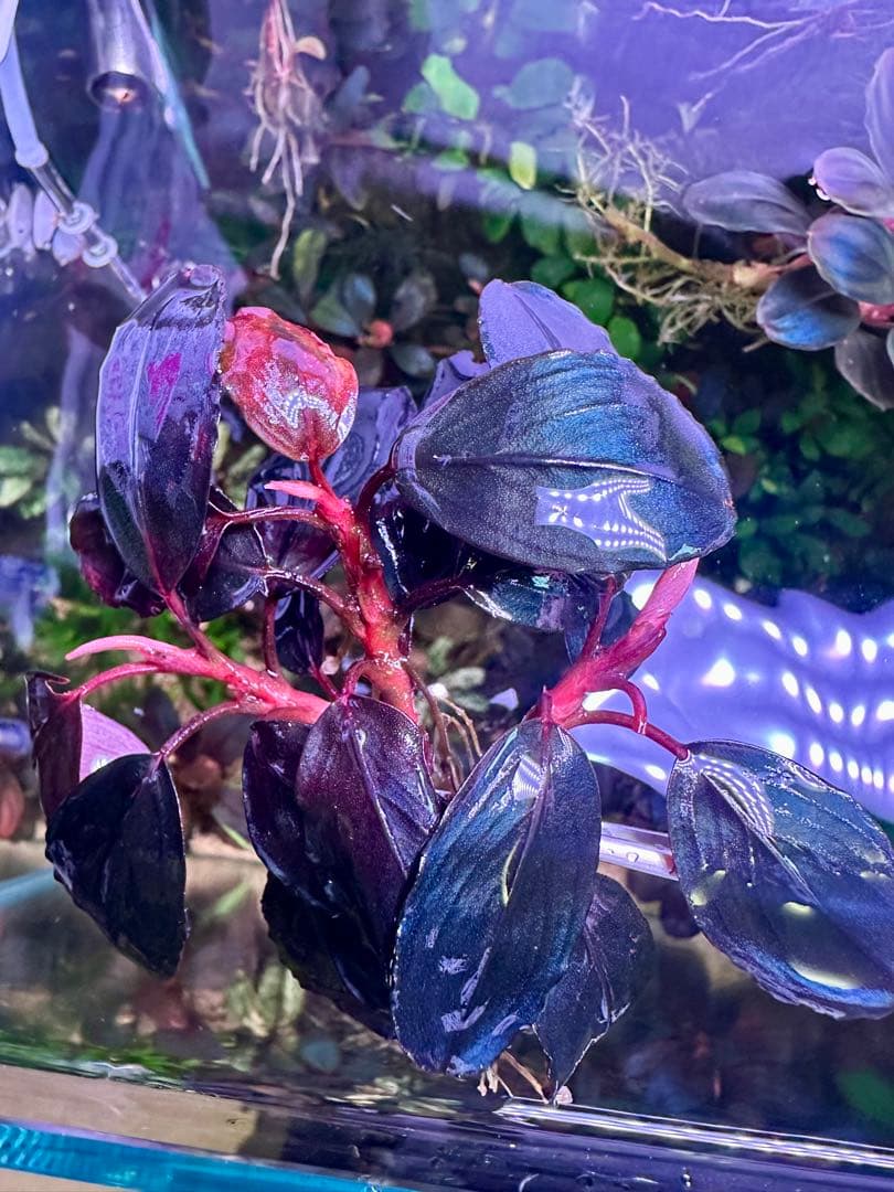 ブセファランドラsp. シラット・サークル　3株