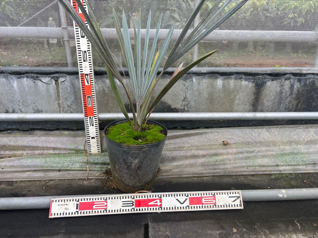 ビスマルキアノビリス　シルバー　 高さ約80cm 黒ポット