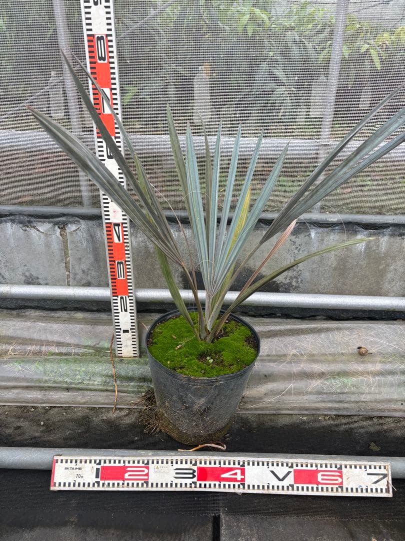 ビスマルキアノビリス　シルバー　 高さ約80cm 黒ポット