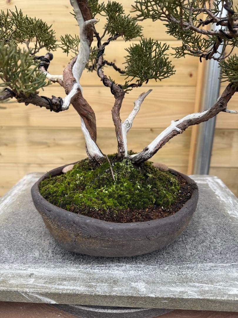 憲*様 真柏 株立ち 盆栽 樹高約35cm Juniperus 中品盆栽