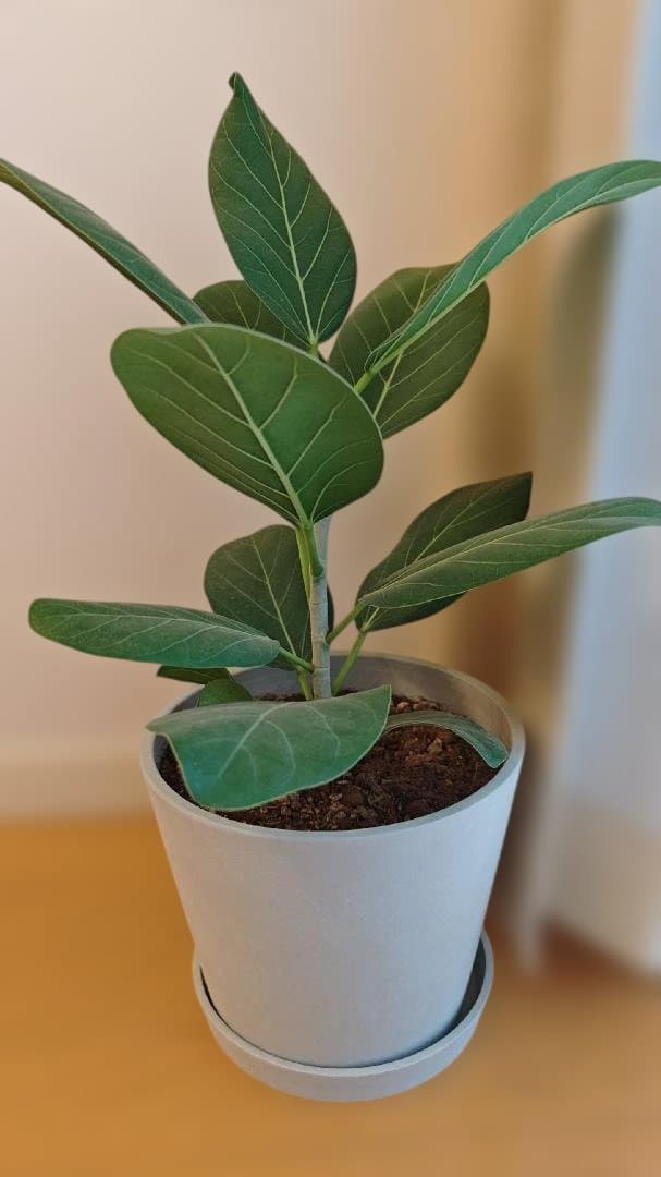 フィカス 約60cm　鉢付き