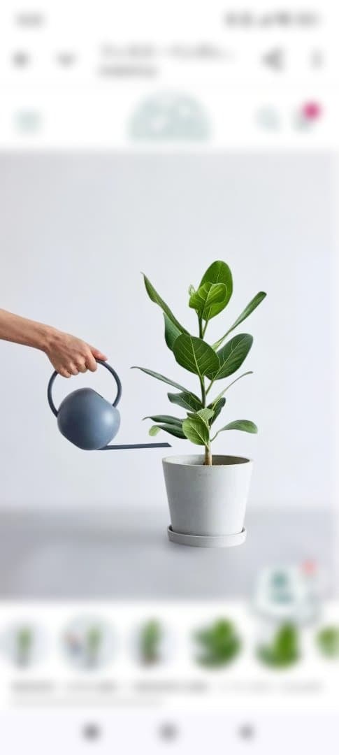 フィカス 約60cm　鉢付き