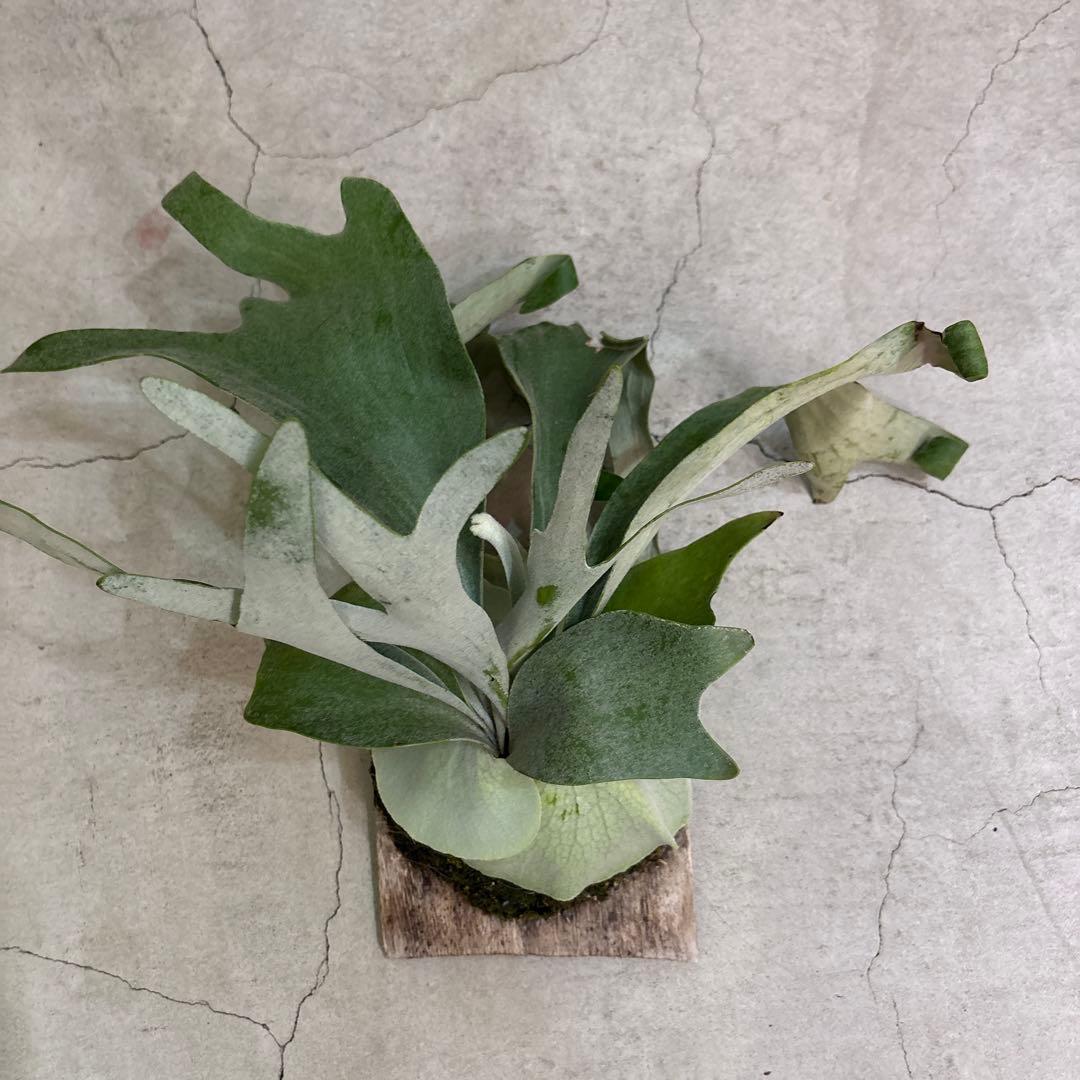 まあちゃんvp3 メテオシャワー