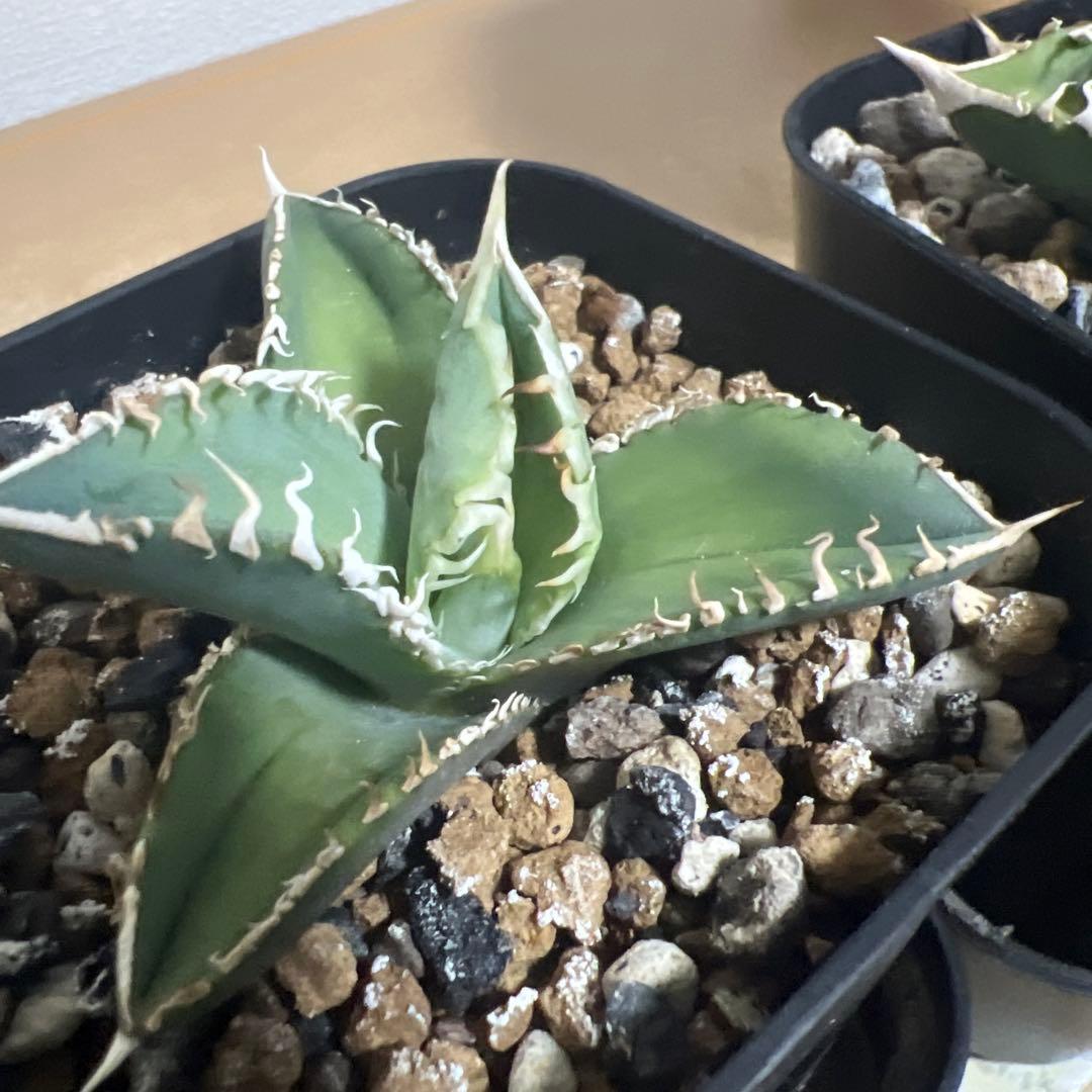 CJ Special アガベ