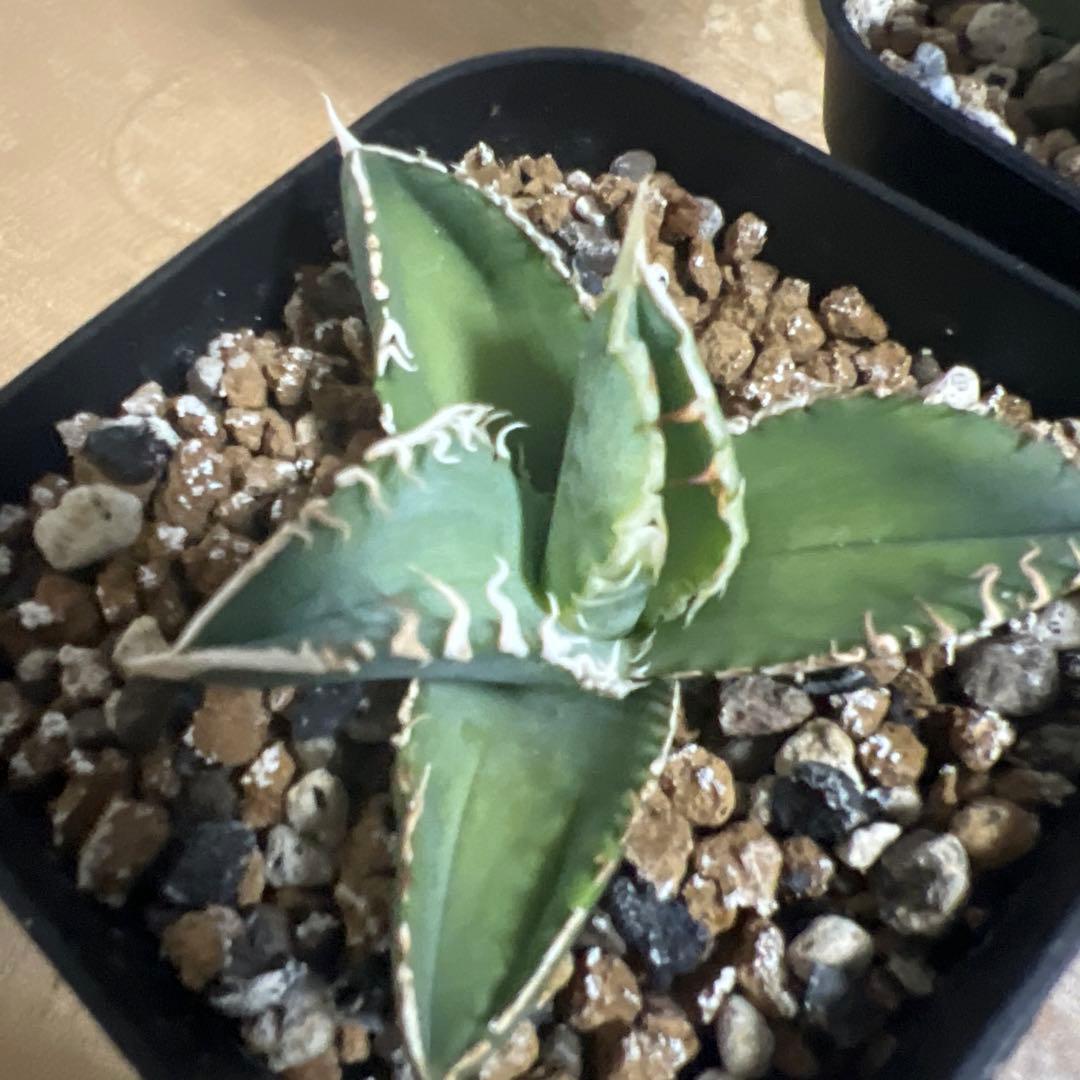 CJ Special アガベ