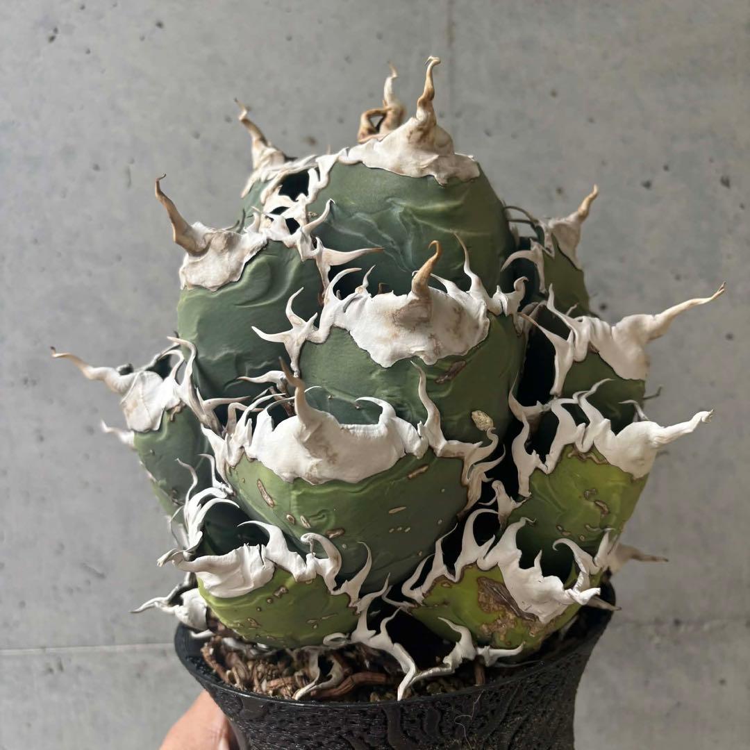 チタノタ　悪魔/バケモノ系　親株