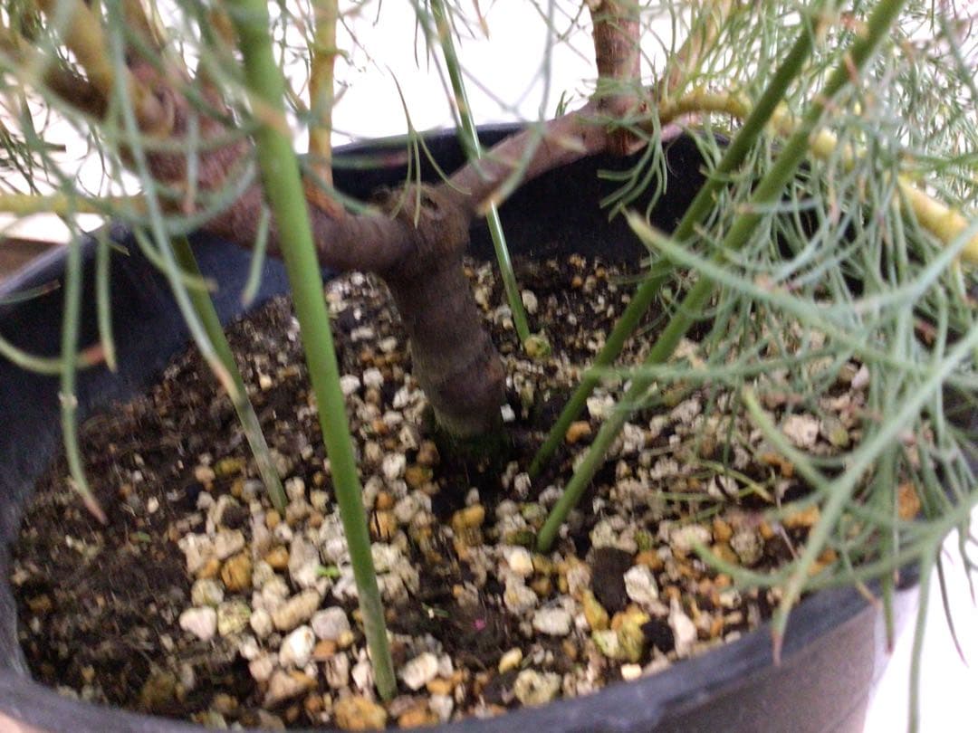 ② 幹が太くしっかり根が張ってる特選品‼︎ セルリア・ブラッシングブライト