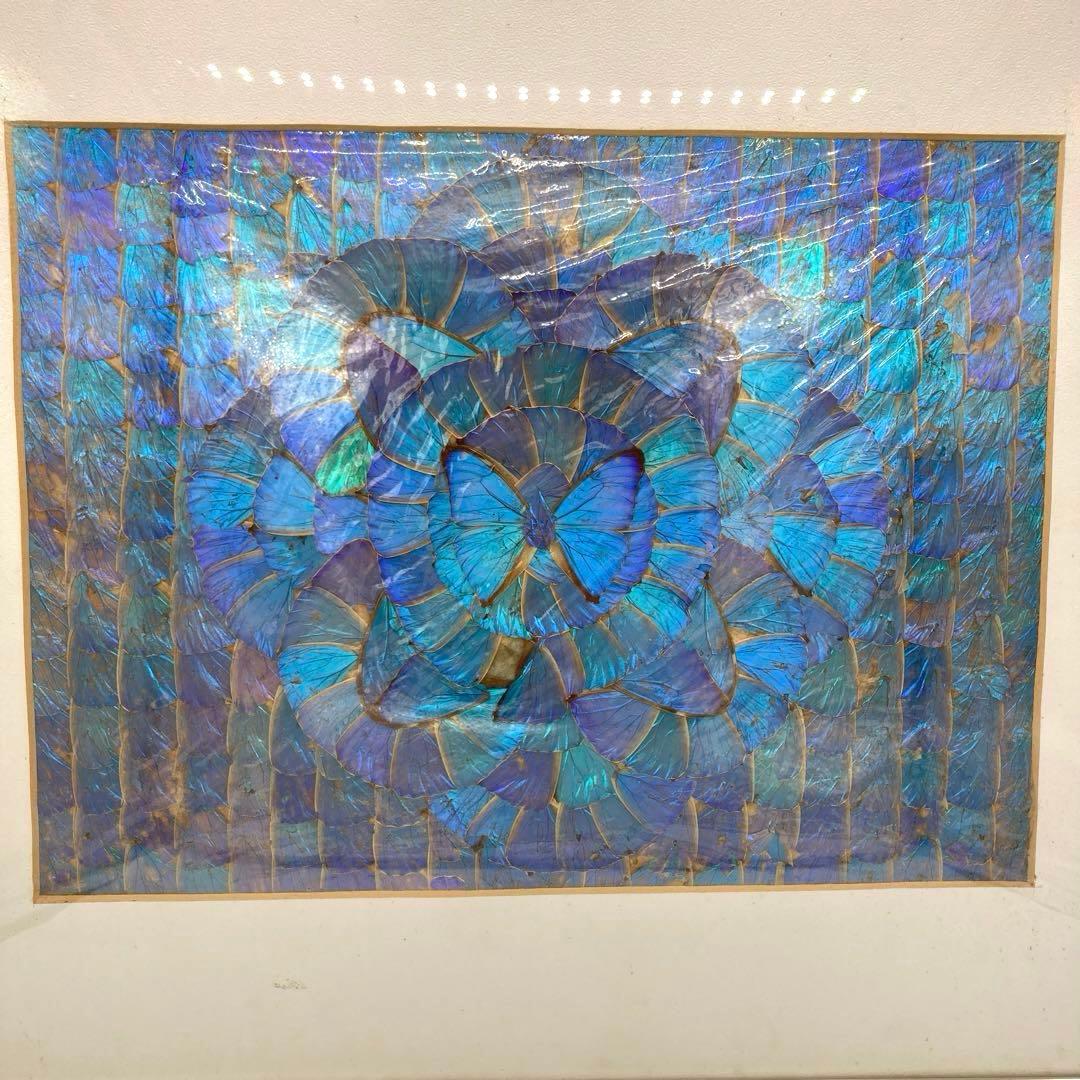 【レア】　モルフォ蝶　標本　アート 美術　芸術　昆虫　チョウ