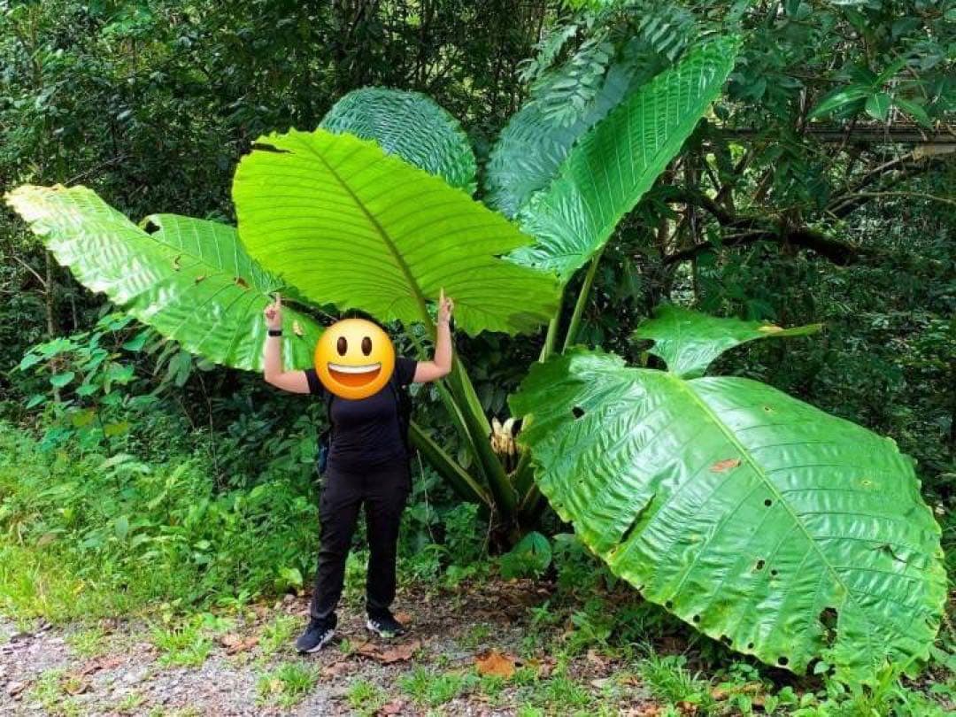 原種　世界最大　アロカシア　ロブスタ　サトイモ科　アロイド　パルダリウム　⑥