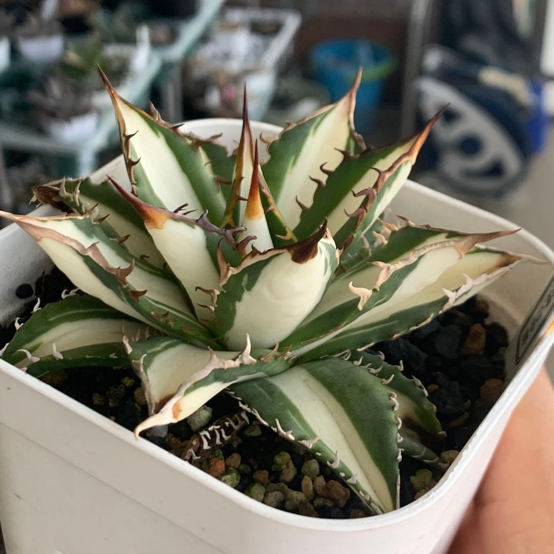 アガベ チタノタ 太陽神白中斑 大株