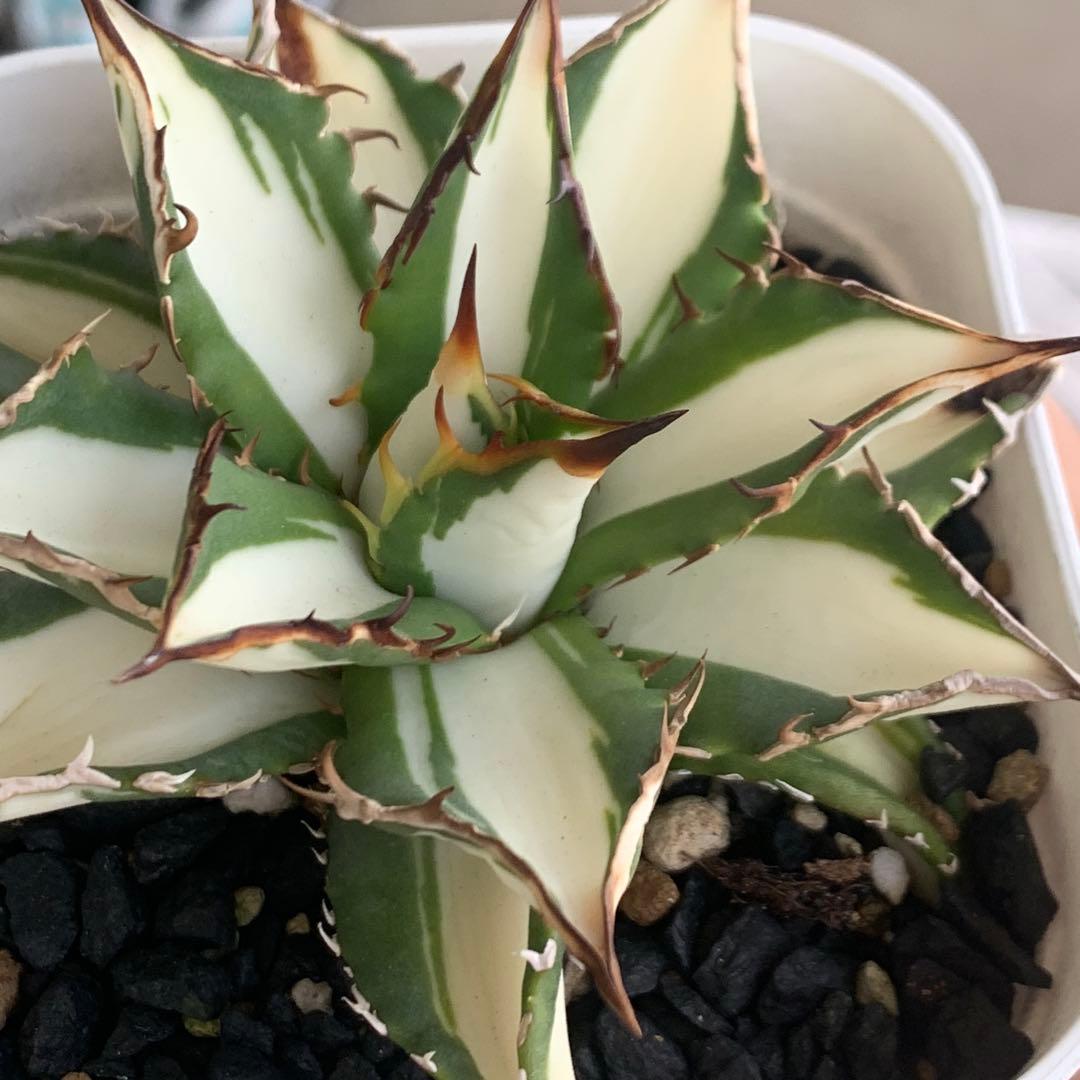 アガベ チタノタ 太陽神白中斑 大株