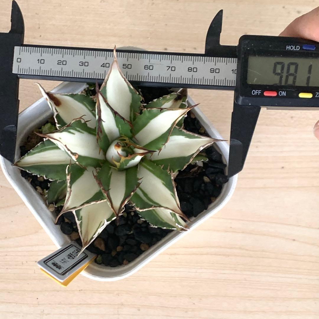 アガベ チタノタ 太陽神白中斑 大株