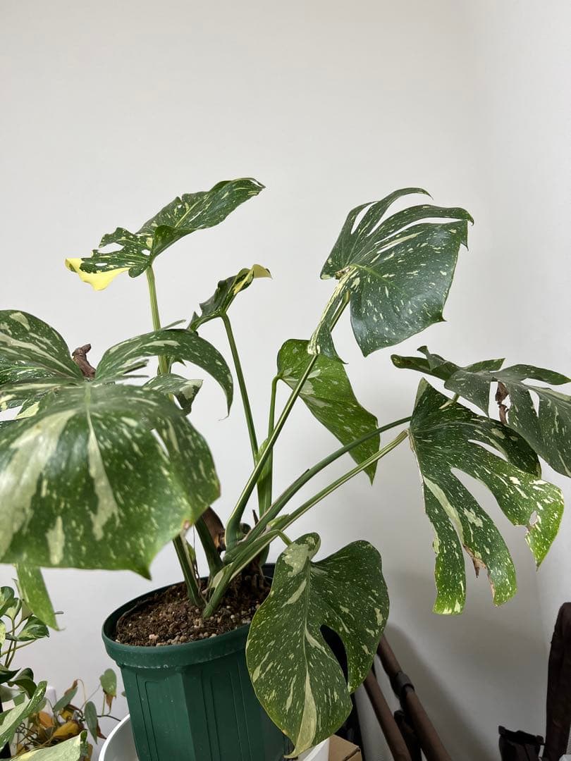 モンステラ　タイコンストレーション選抜株